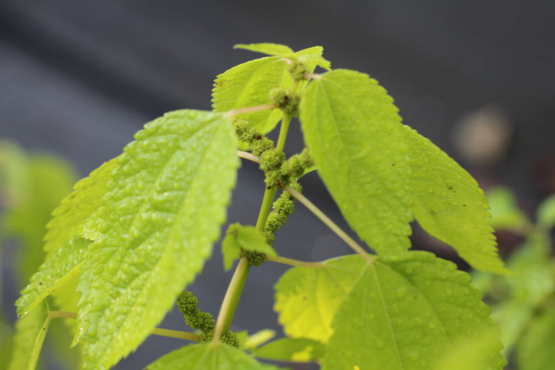 Smallspike False Nettle Picture