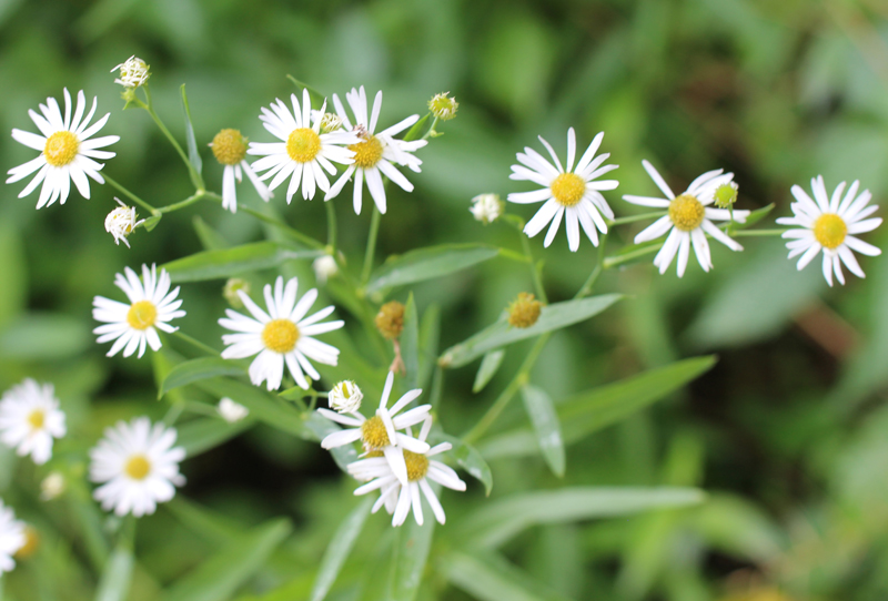 White Doll's Daisy Picture