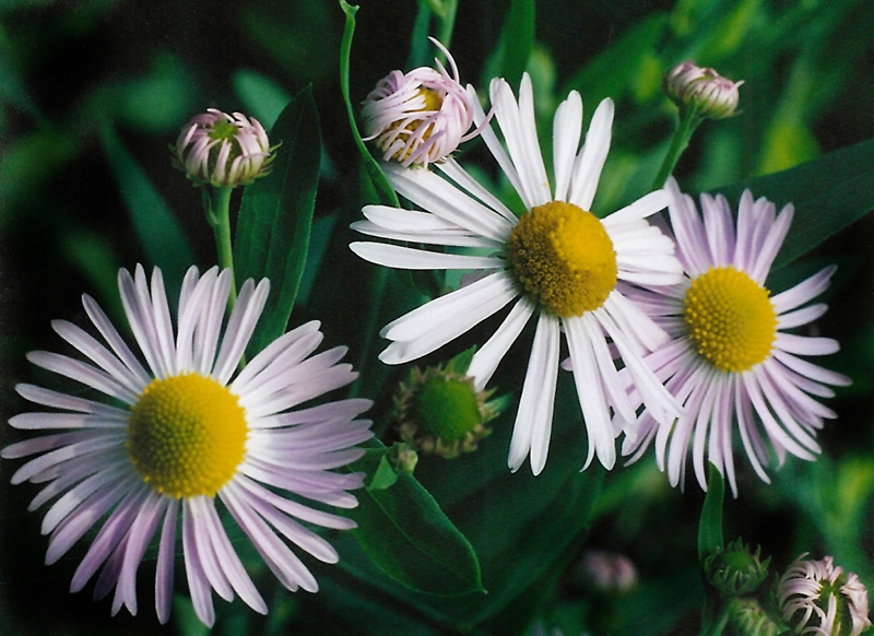 Winged False Aster  Picture