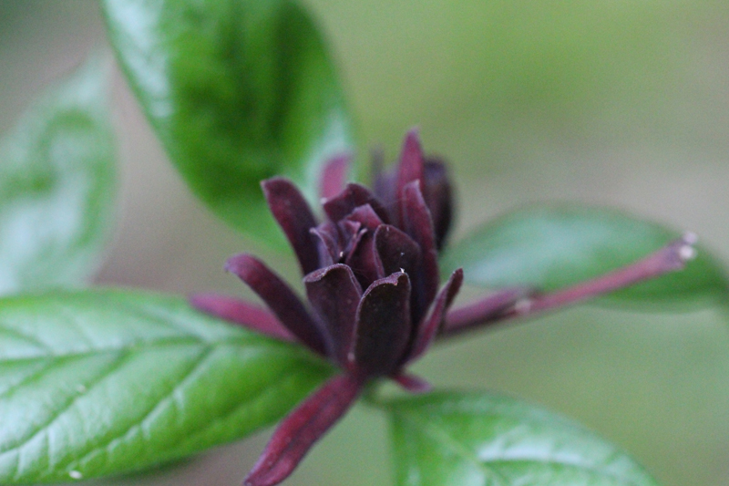 Carolina Allspice Picture