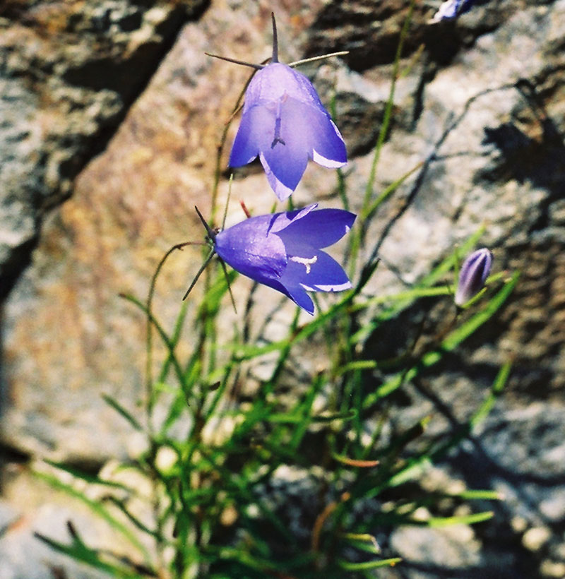 Harebell Picture