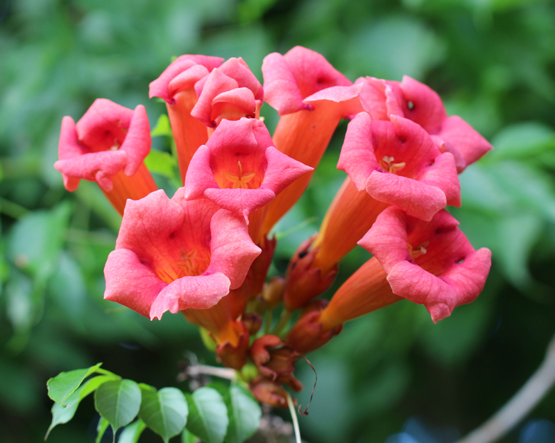 Trumpet Creeper Vine