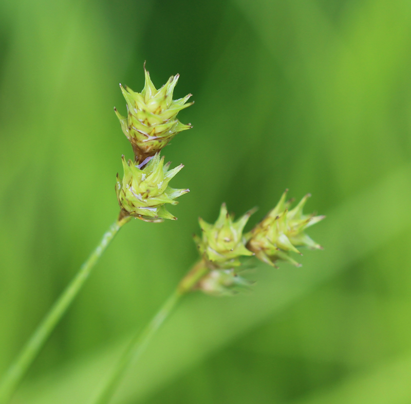 Bicknell's Sedge  Picture