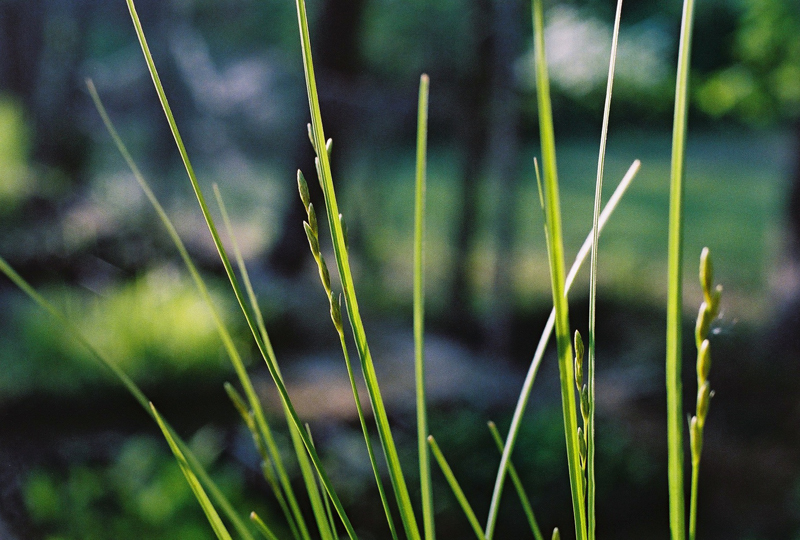 Bicknell's Sedge  Picture