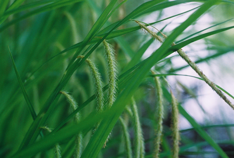 Fringed Sedge Picture