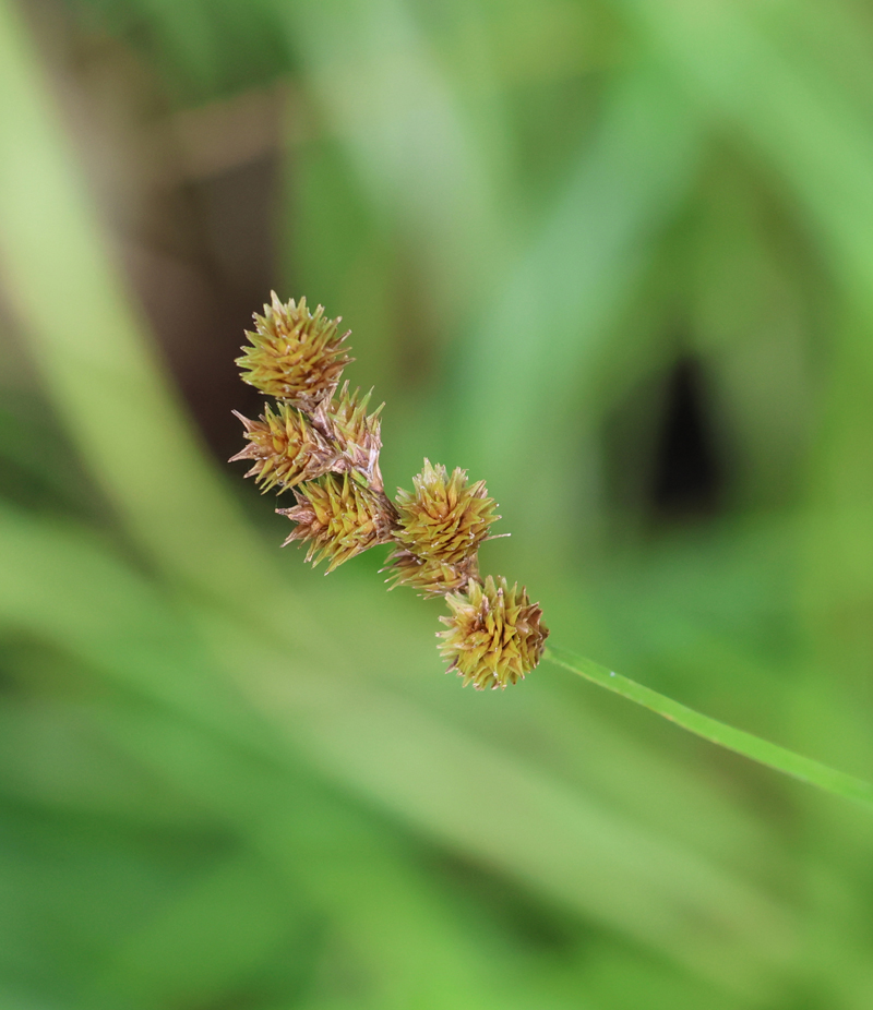 Crested Sedge Picture