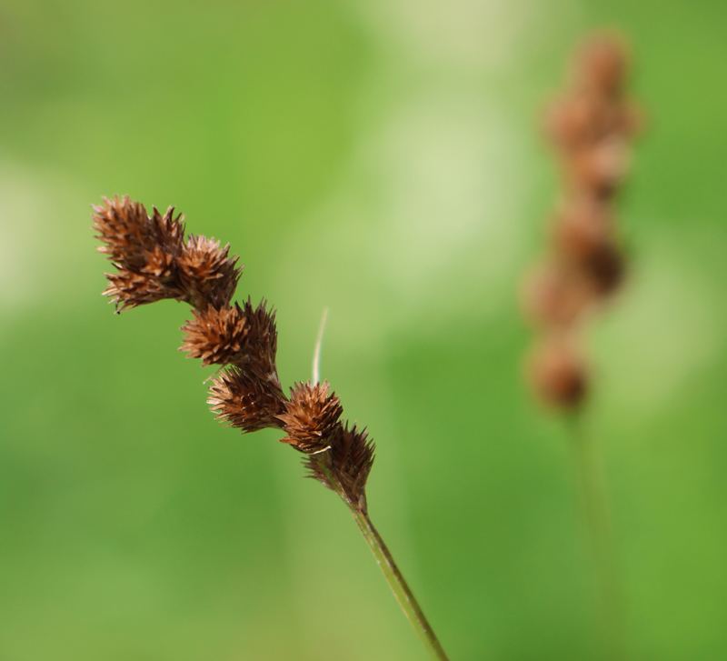 Crested Sedge Picture