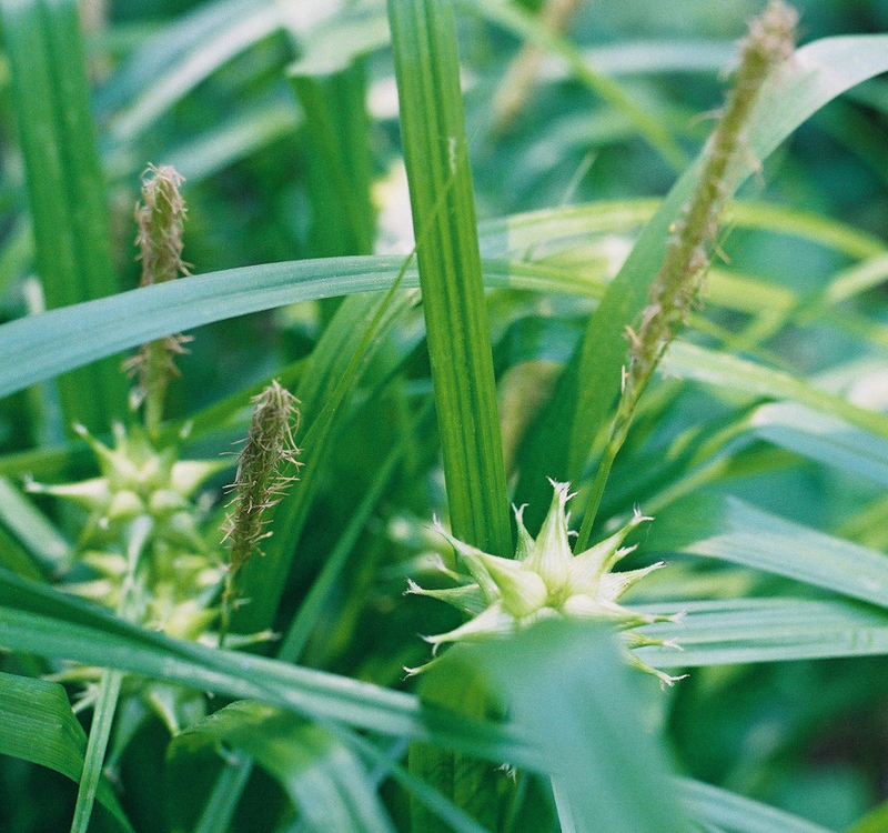 Bur Sedge Picture