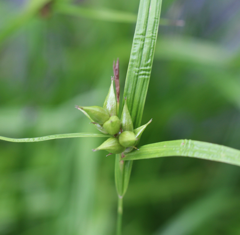 Shining Bur Sedge Picture