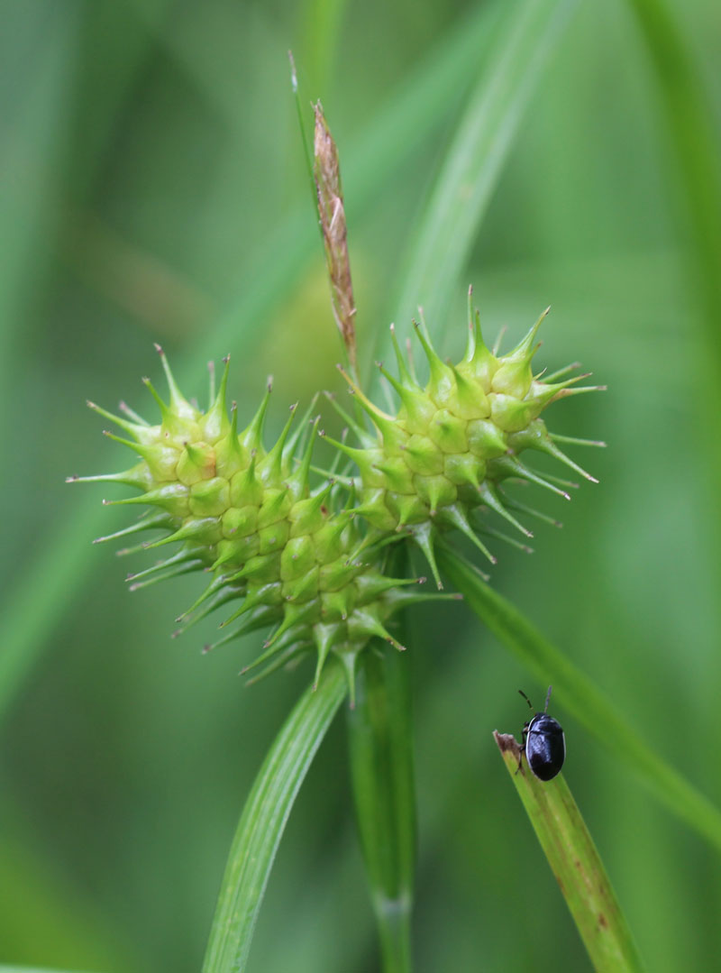 Shallow Sedge Picture