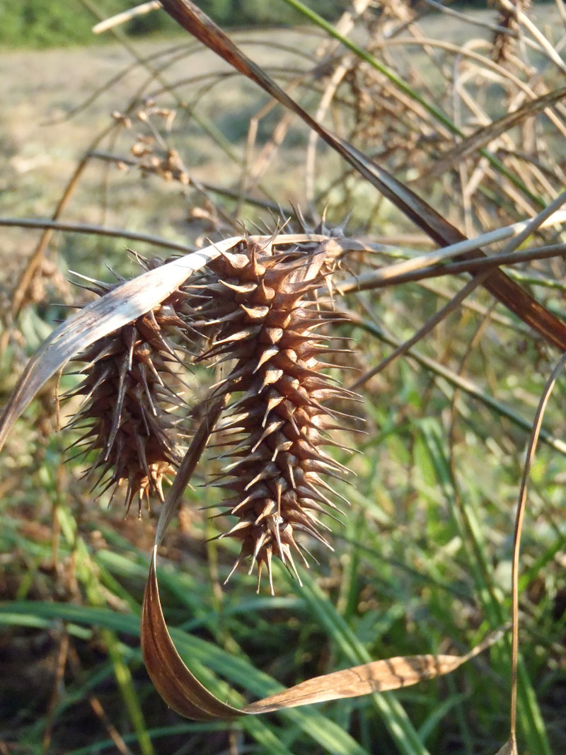 Shallow Sedge Picture