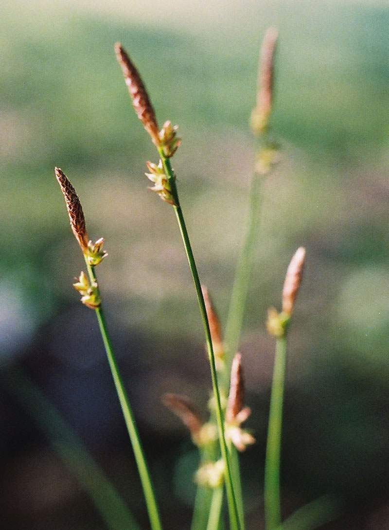 Pennsylvania Sedge Picture