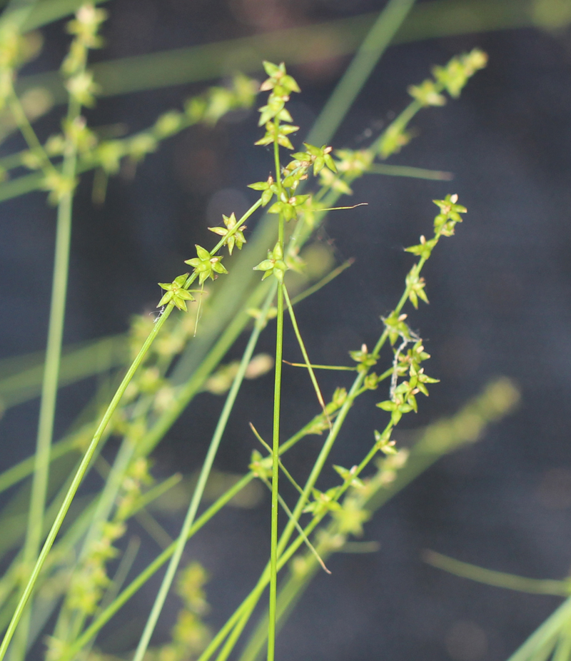 Eastern Star Sedge Picture