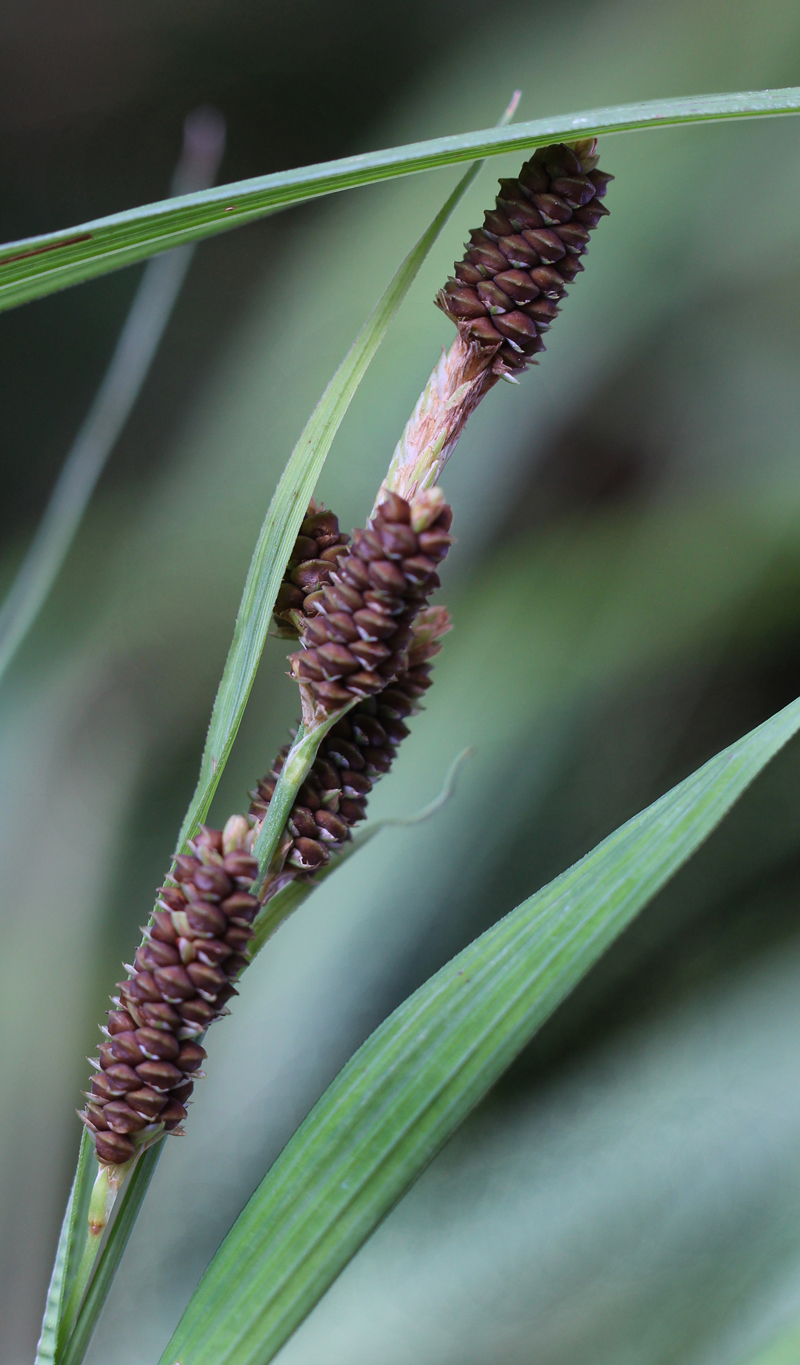 Short's Sedge Picture