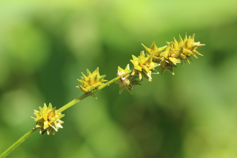 Bur-Reed Sedge Picture