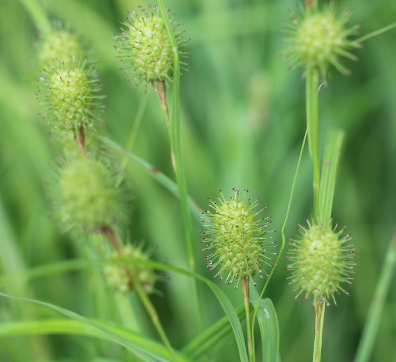 Narrow-leaved Cattail Sedge Picture