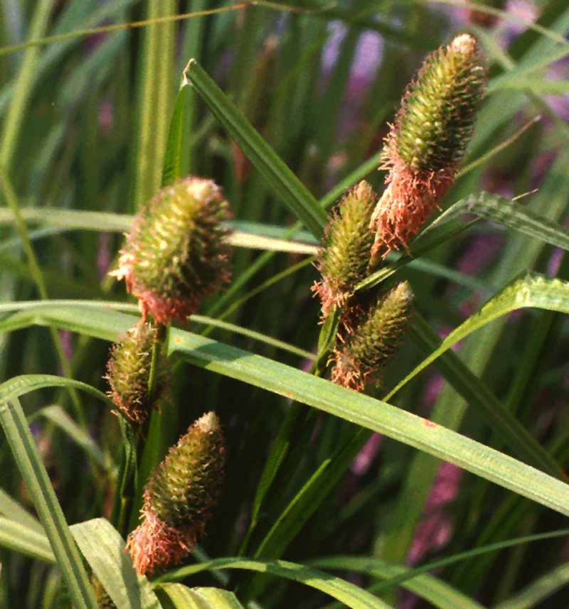 Cattail sedge Picture