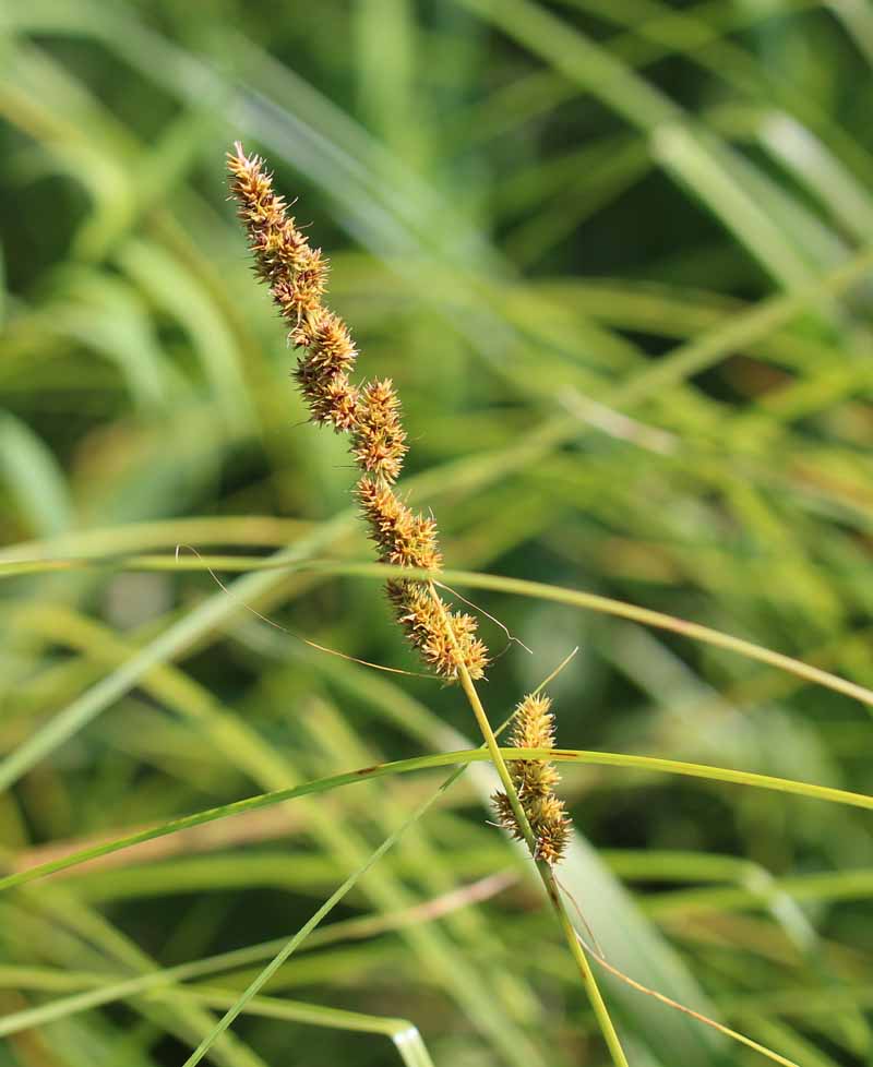 Fox Sedge Picture