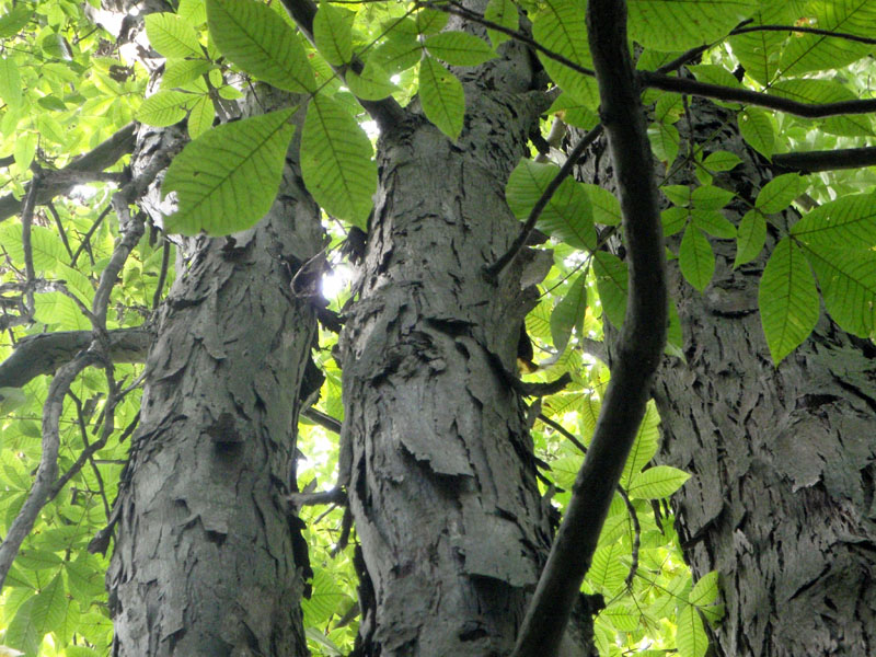Shagbark Hickory Picture