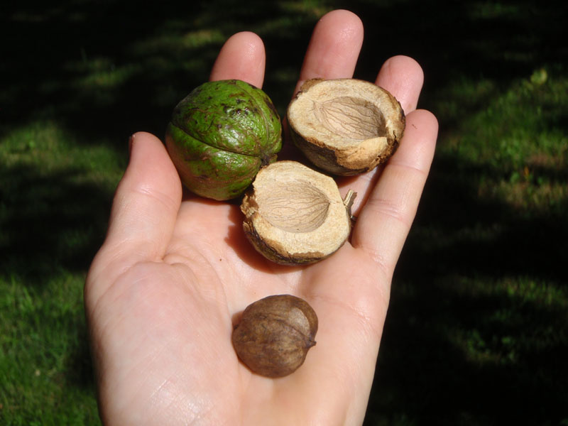 Shagbark Hickory Picture