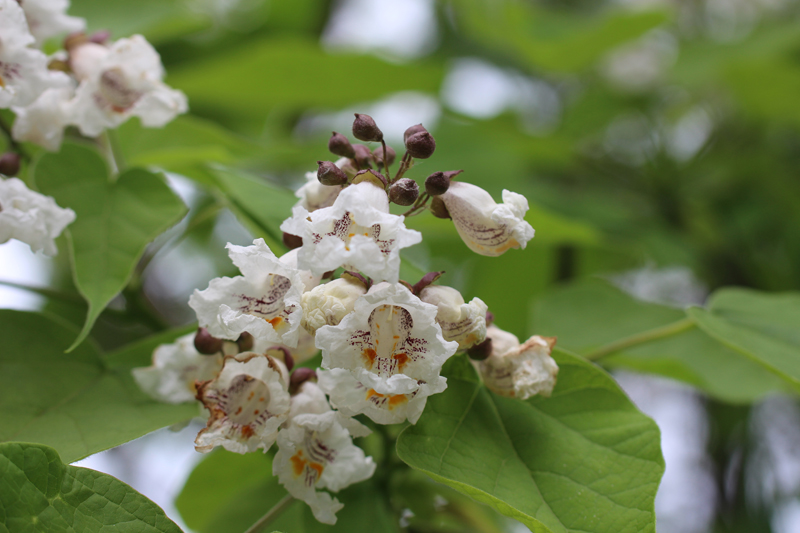 Northern Catalpa Picture