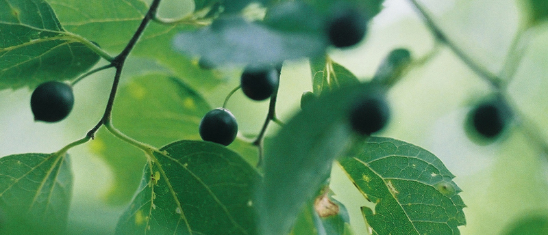 American Hackberry Picture