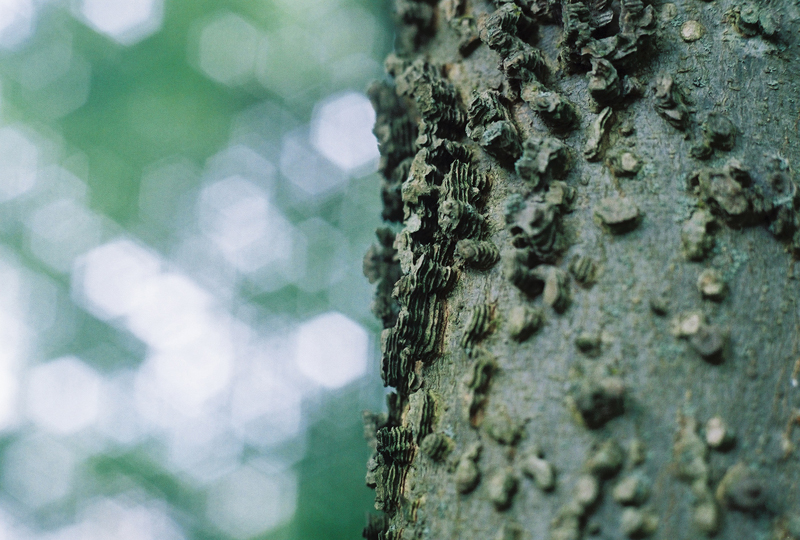 American Hackberry Picture