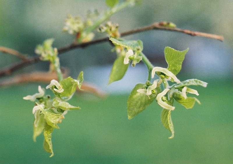 American Hackberry Picture