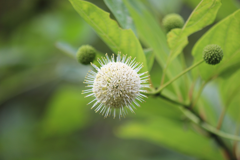 Buttonbush Picture