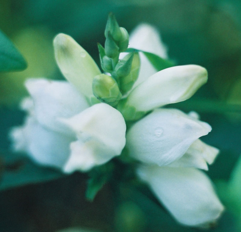 White Turtlehead Picture