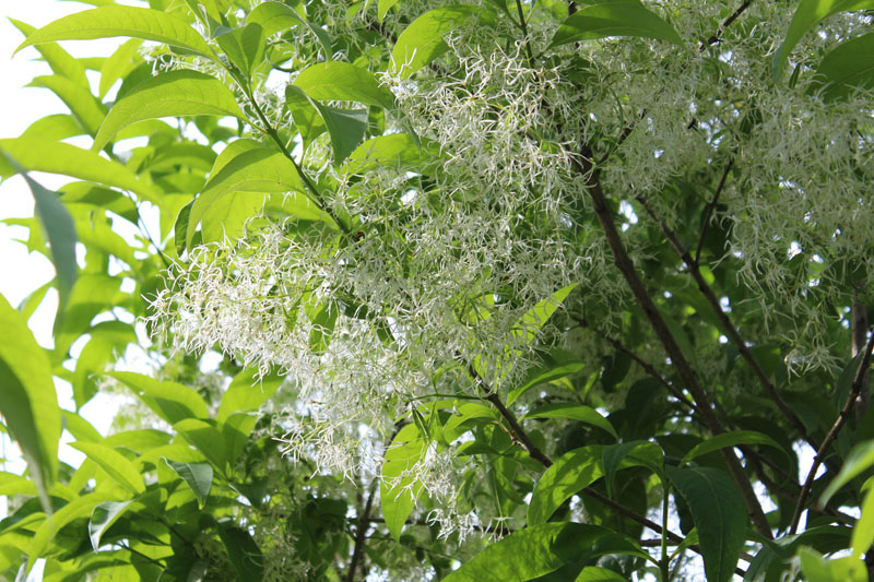 Fringetree Picture