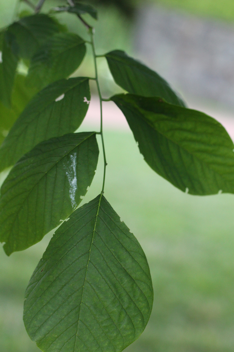 Kentucky Yellowwood Picture