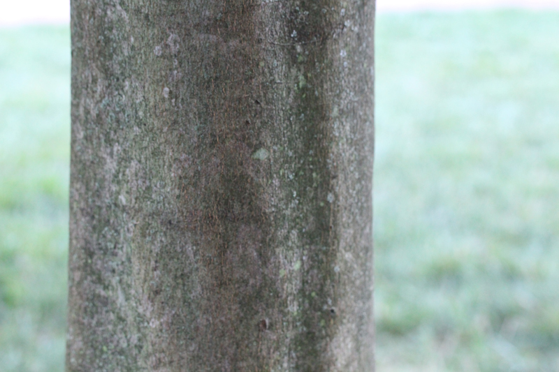 Kentucky Yellowwood Picture