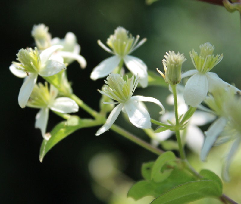 Virgin's Bower Picture