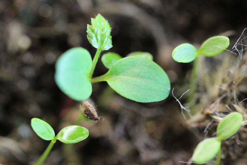 Virgin's Bower Seedling