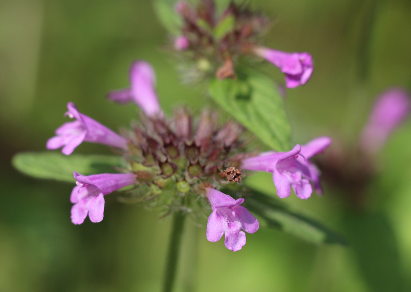 Wild Basil Picture