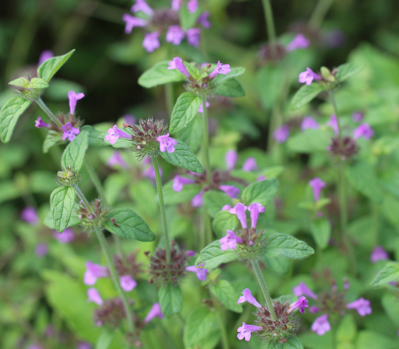 Wild Basil Picture