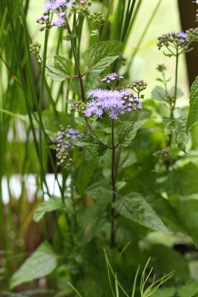 Blue Mist Flower Picture