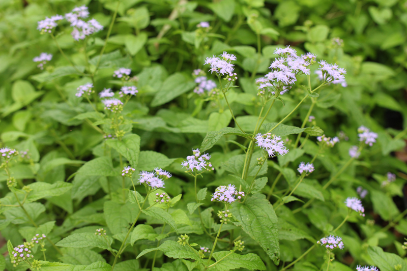 Blue Mist Flower Picture