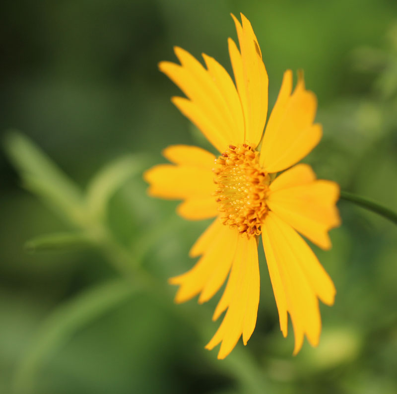 Largeflower Coreopsis Picture