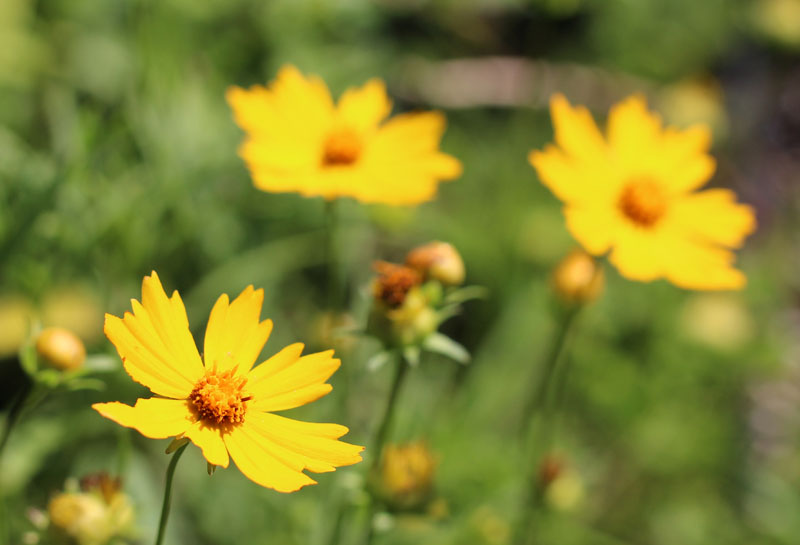 Largeflower Coreopsis Picture