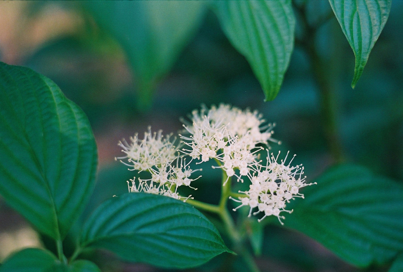 Wild Hydrangea Picture