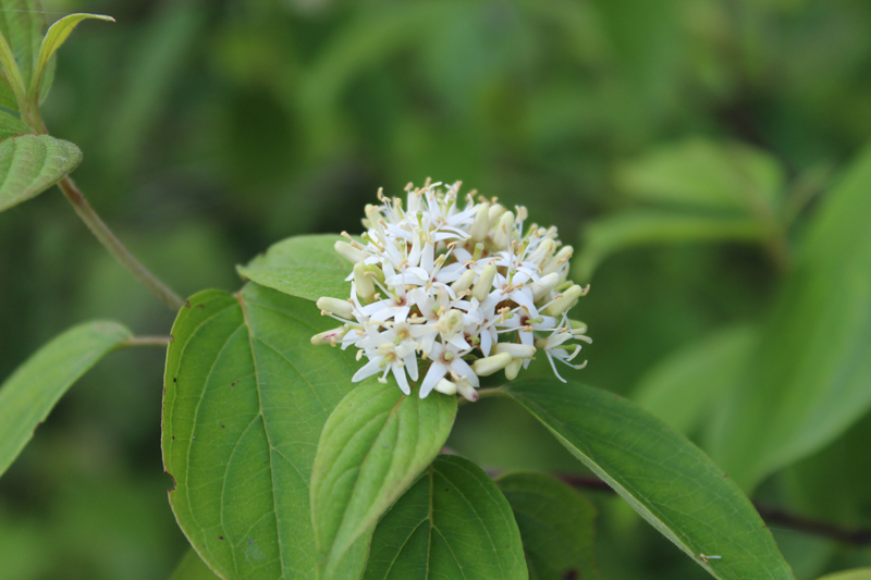 Silky Dogwood Picture