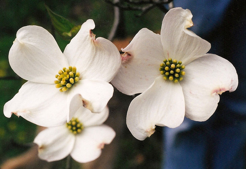 Flowering Dogwood Picture