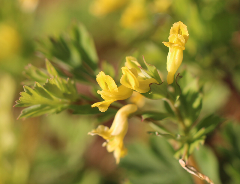 Yellow Corydalis Picture