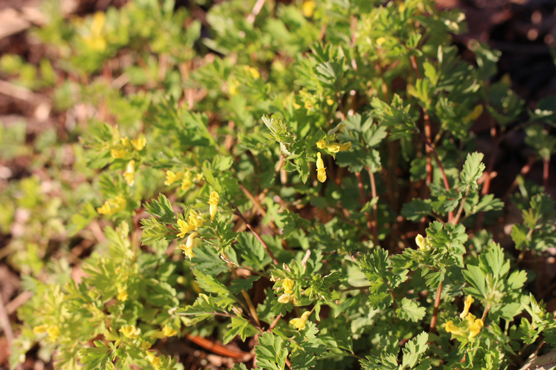 Yellow Corydalis Picture