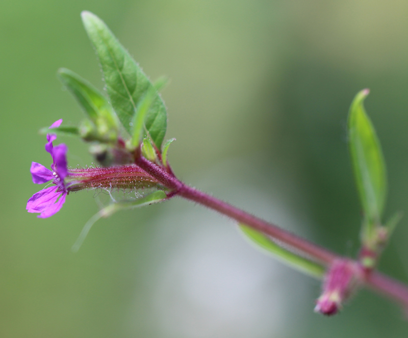 Blue Waxweed Picture