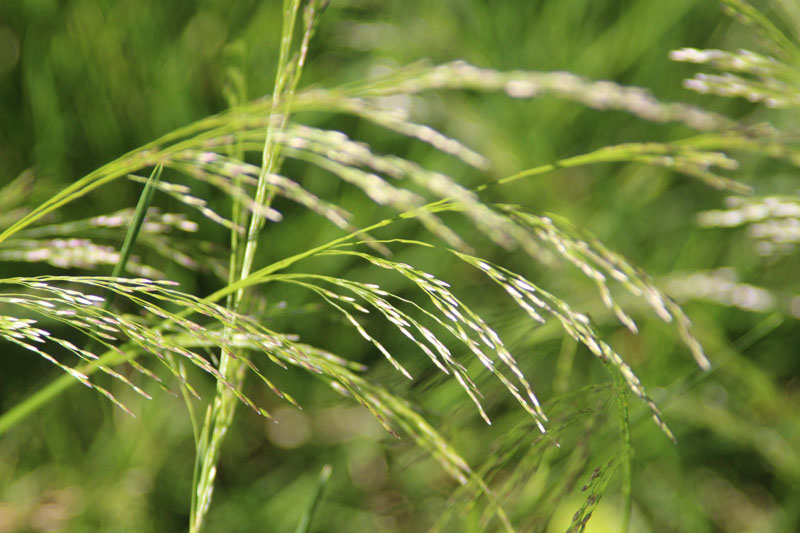 Tufted Hairgrass Picture