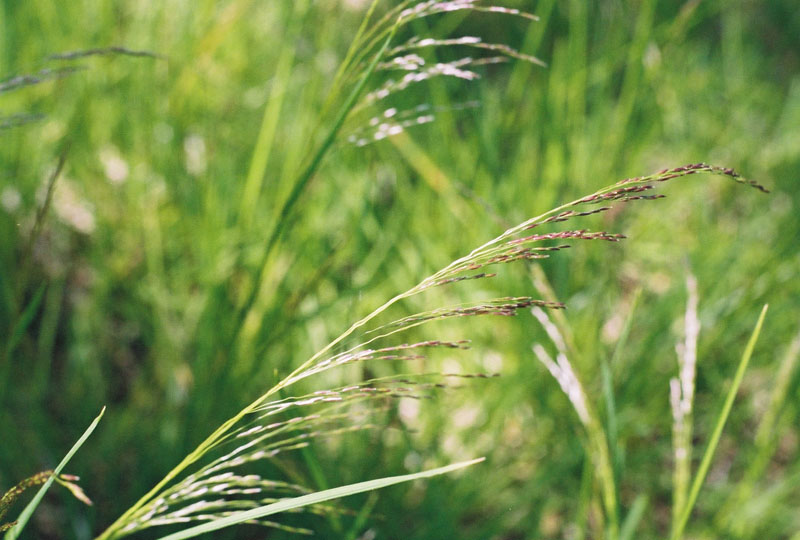 Tufted Hairgrass Picture