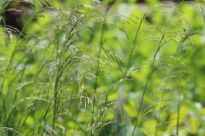 Tufted Hairgrass Picture